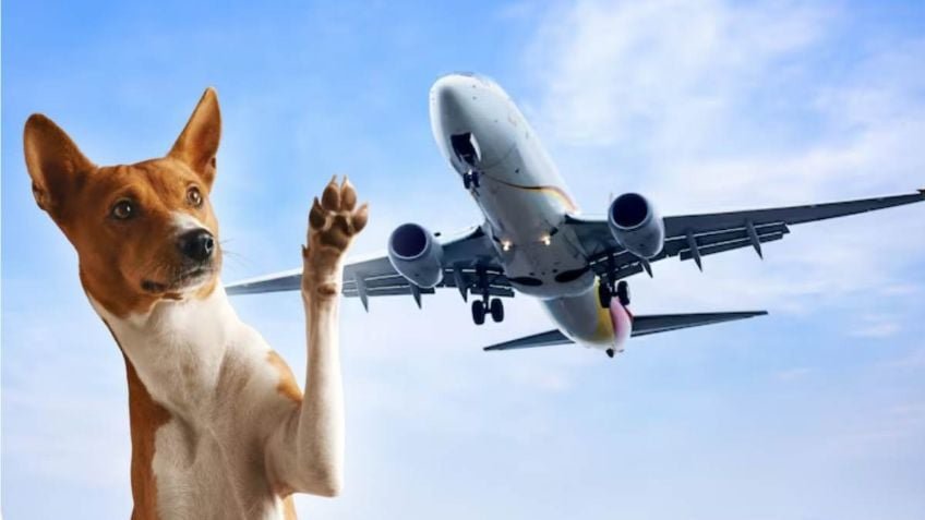 Paradoja en el aire: ¿por qué un perro de asistencia puede viajar cómodo y otro morir en la bodega?
