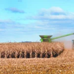 México batirá récord de importaciones de maíz en 2026 y 2027: USDA