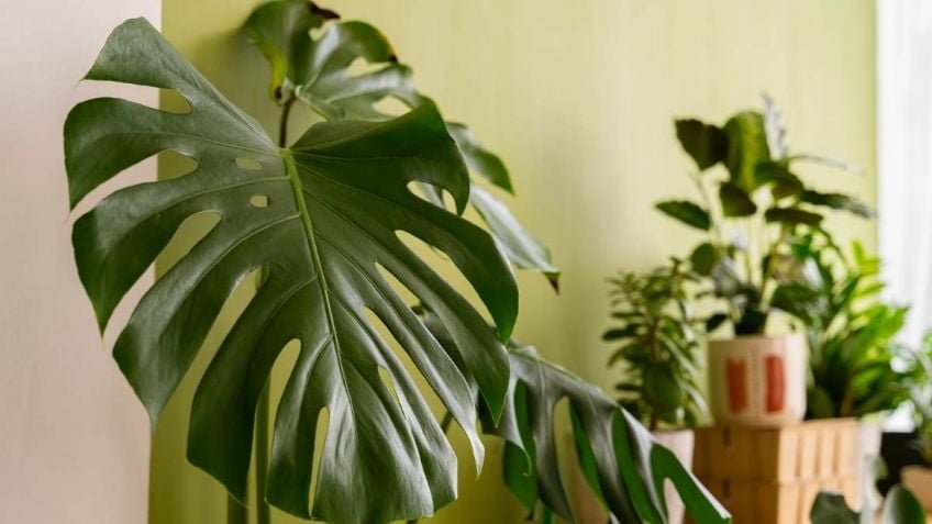 Plantas de interior que son perfectas para decorar y que parecen obras de arte Plantas de interior que son perfectas para decorar y que parecen obras de arte
