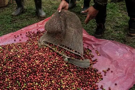 Importación de café desplaza a productores de Veracruz, acusan cafetaleros
