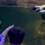 Aquarium de Veracruz ofrece 15% de descuento en el Taller de Verano