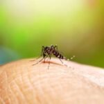 Registra Veracruz 561 casos confirmados de dengue; reportan 2 defunciones