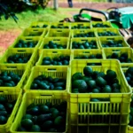 Michoacán cierra temporada de aguacate con 1.46 millones de toneladas