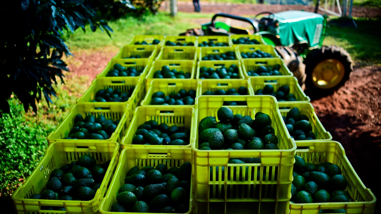 Michoacán cierra temporada de aguacate con 1.46 millones de toneladas