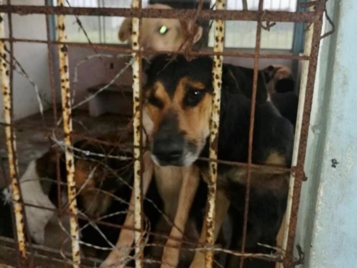 Veracruz endurece castigo al maltrato animal Veracruz endurece castigo al maltrato animal