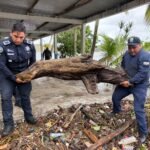 Plan Tajín: apoyo y atención a las familias damnificadas del sur del estado