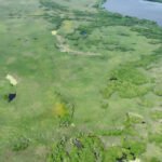 Profepa y BlueMX Mangrove fortalecen alianzas para la restauración de humedales en Veracruz